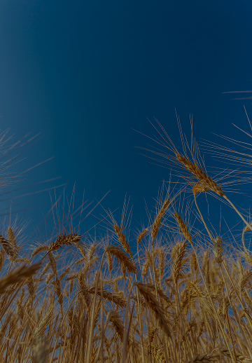 Food and Agriculture