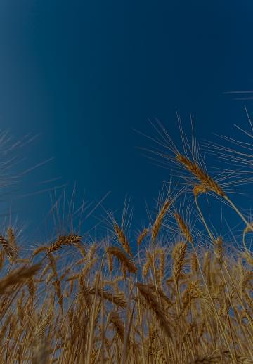 food & agriculture
